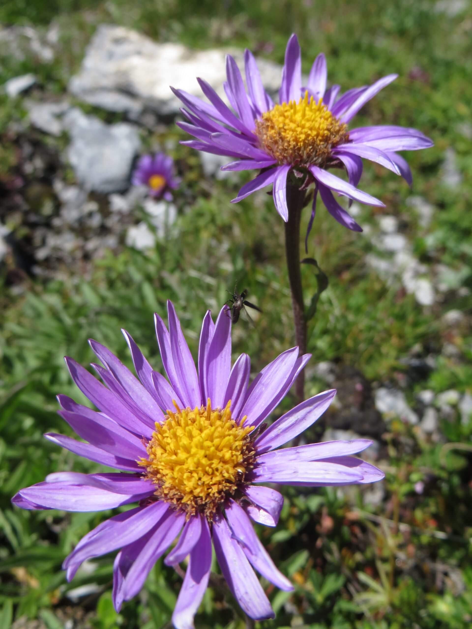 alpen aster