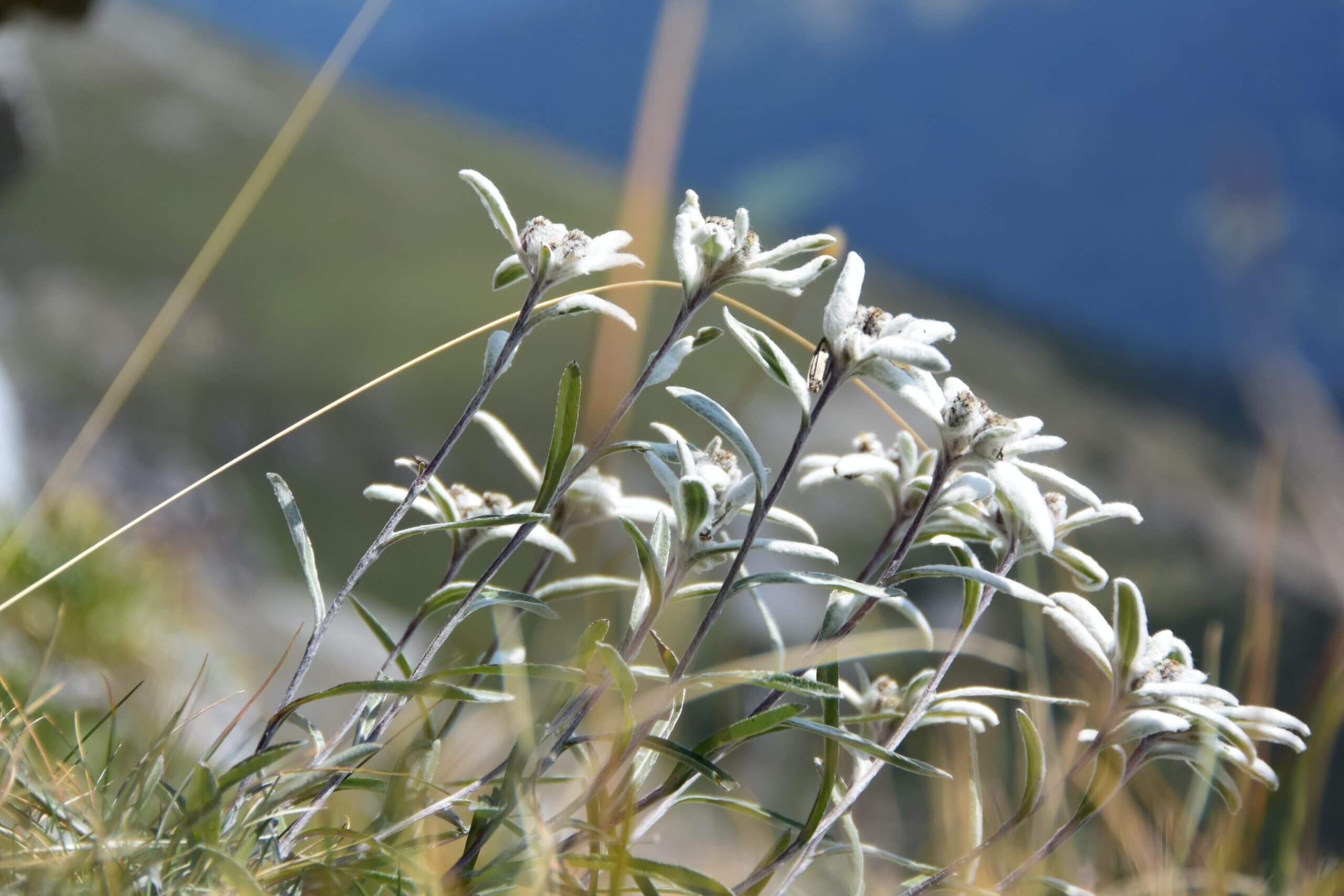 Edelweiss